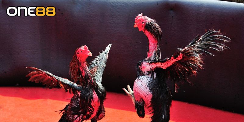 Lưu ý khi áp dụng mẹo chơi đá gà Thomo