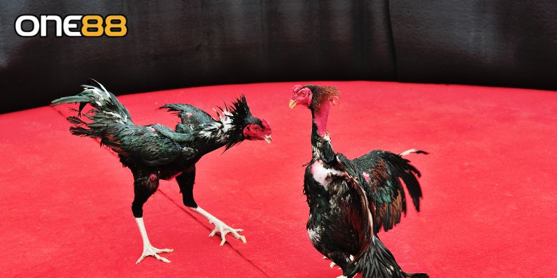 Tìm hiểu về đá gà Thomo