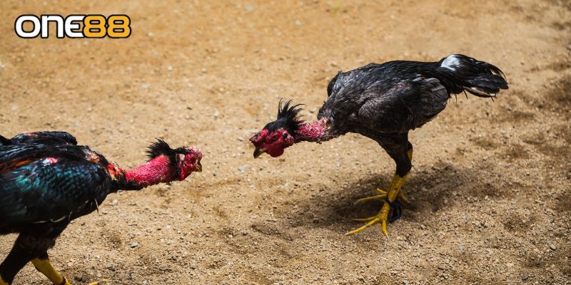 Mẹo chơi đá gà Thomo chuẩn
